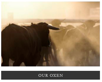 Our Oxen